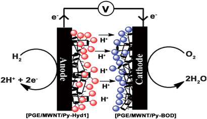 Enzyme fuel cell