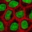 Fluorescent proteins