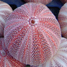 sea urchins