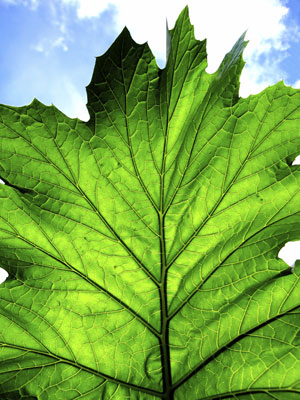 Artificial leaf