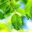Artificial leaf