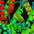 Protein folding can be studied using NMR
