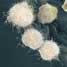 Cells with potential