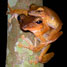 frogs