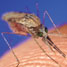 Malaria no more?