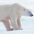 Polarising the debate?