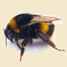 What's bugging the bees?