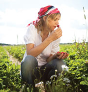 Woman picking stawberries