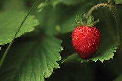 A wild strawberry