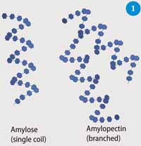 Fig 1 Schematic of the structures of amylose and amylopectin