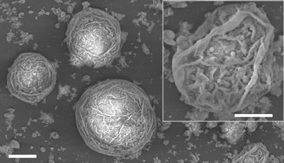 Nanoparticle-stabilised water droplets in oil