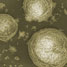 Nanoparticle-stabilised water droplets in oil
