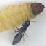 Fighting wasps