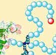 Fragment of an erythropoietin analogue