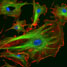 Fluorescent cells