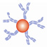 Gold nanoparticle-antibody conjugate