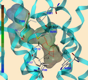 Model of the interaction of BCP with the CB2 receptor