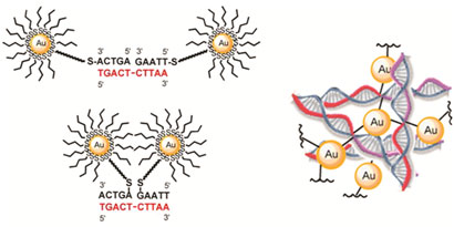 Primer strands attached to a gold nanoparticle