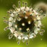 H1N1 flu virus