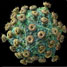 HIV virus