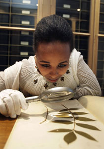 Hareg Tadesse pictured viewing a remarkable 230-year-old preserved plant