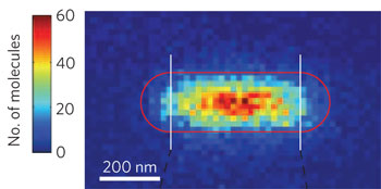 Reactivity map of a single gold nanorod