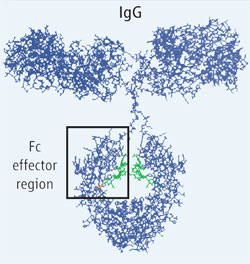 IgG