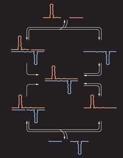 The self-replicating RNA enzyme
