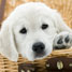 Labrador puppy