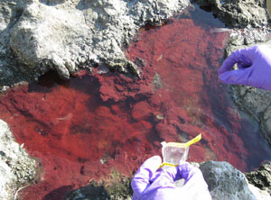 One of the sample pools at Mono Lake, California, with arsenic-fueled bacteria