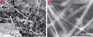 SEM image of silicon nanowires