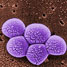 MRSA