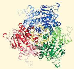 Mo/W storage protein