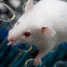 More animal testing needed for Reach