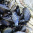 Mussel proteins inspire new diabetes treatment
