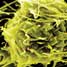 nanoparticles