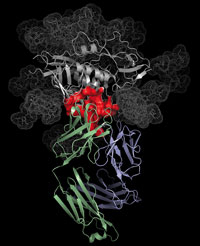 Antibodies spark HIV vaccine hopes