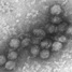 West Nile Viruses