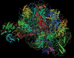 Ribsosome