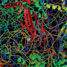 Ribsosome