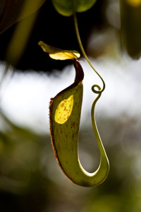 Pitcher plant slippery surface