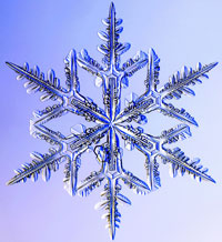 Snow flake