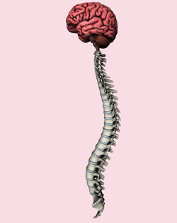 Central nervous system model