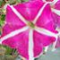 Petunia