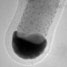 Smallest pipette