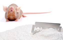 Rat and cocaine