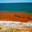 'Red tide' algal bloom washes up on the beach
