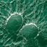 Staphylococcus aureus