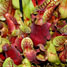 Pitcher plant
