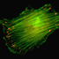 Protein filaments (shown in green) attached to the extracellular environment at cell-matrix contacts (shown in red).
